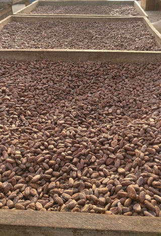 Trocknen von Kakao