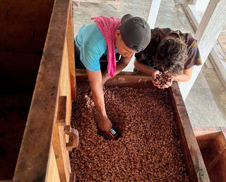 Fermentation Kakao