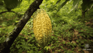 Kakaoschote aus Guatemala