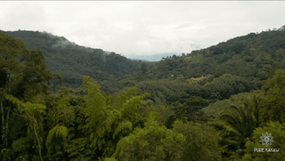 Kakao-Farm Dschungel Berge