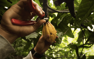 Ernte des Kakaos